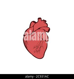 Cuore anatomico isolato. Organo muscolare negli esseri umani. Segnale del centro di diagnosi del cuore. Illustrazione in versione piatta Raster Illustrazione Vettoriale