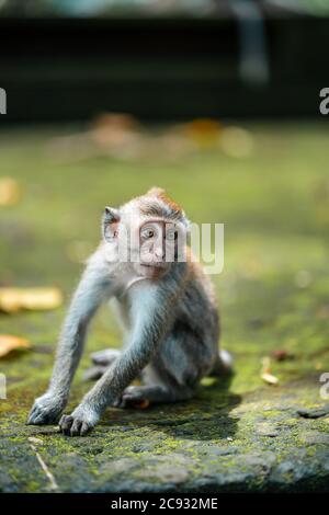 Una piccola scimmia macaco siede sui gradini mossi del tempio. Spazio di copia. Foresta delle scimmie, Bali, Indonesia. Foto Stock