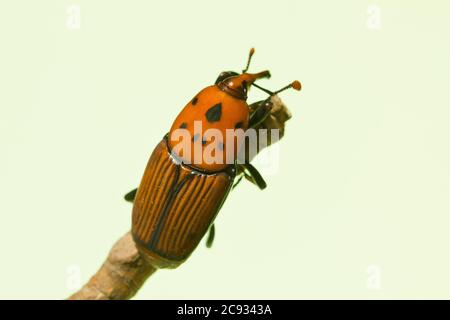 Macrofotografia del coleottero marrone Rhynchophorus ferrugineus Foto Stock