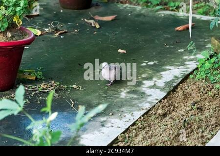 Chioccie bianche a coda lunga (Spilopelia chinensis) in giardino. Foto Stock