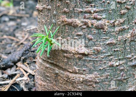 Piccolo nuovo sparare sulla corteccia di un abete Foto Stock