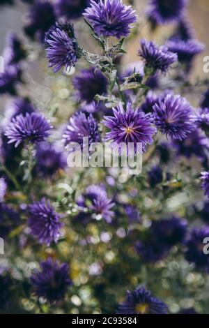 Splendido dettaglio del campo di fiori viola. Primavera fioritura sfondo. Immagine per l'agricoltura, SPA, industrie mediche e diversi materiali pubblicitari Foto Stock