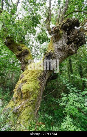 Vecchio castagno sulla strada Foto Stock