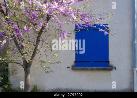 Bell'albero con fiori di ciliegio davanti a un cemento edificio con una finestra blu Foto Stock