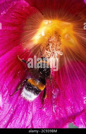 Pokrent, Germania. 23 luglio 2020. Un bumblebee raccoglie il polline nel fiore di un hollyhock. Le api bumble appartengono al genere delle api reali. L'ipenottera cresce da 1 a 1.4 centimetri e ha una speranza di vita media di 28 giorni. Credit: Jens Büttner/dpa-Zentralbild/ZB/dpa/Alamy Live News Foto Stock