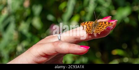 panorama argynnis pafia farfalla a portata di mano Foto Stock