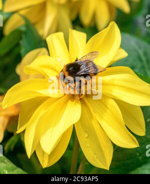 Le api bumble succhiano il nettare dalla fioritura del girasole Massimiliano, Helianthus maximiliani. Foto Stock
