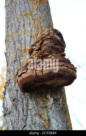 Primo piano di Fomes fomentarius comunemente noto come la tinta fungo sulla corteccia dell'albero in una foresta Foto Stock