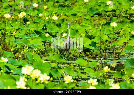 Great Blue Heron sorge tra un letto di fiori di loto americani al Great Meadows National Wildlife Refuge di Concord, Massachusetts. Foto Stock