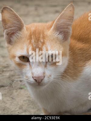 Giovane pazzo sorpreso gatto fare grandi occhi closeup. Un gatto arancione bello sta guardando con gli occhi calmi. È UN gatto del Bangladesh carino. Foto Stock