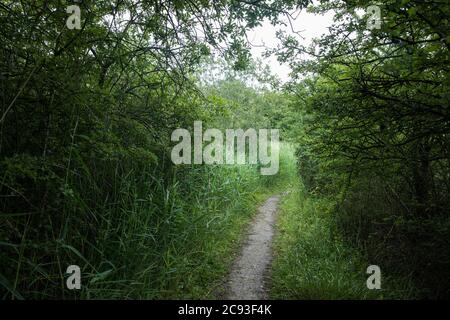 Calvert, Regno Unito. 27 luglio 2020. Un sentiero si snoda attraverso alberi e sottobosco nella Riserva Naturale del Giubileo di Calvert. Il 22 luglio, il Berks, Bucks e Oxon Wildlife Trust (BBOWT) hanno riferito di essere stati informati dell'intenzione di HS2 di prendere possesso di una parte della riserva naturale del Giubileo di Calvert, Che ospita la piovra, la terna da riproduzione e alcune delle farfalle più rari del Regno Unito, il 28 luglio scorso ha intrapreso lavori di sdoganamento non specificati in relazione al collegamento ferroviario ad alta velocità. Credit: Mark Kerrison/Alamy Live News Foto Stock