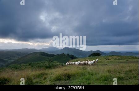 Gregge di pecore nei Pirenei spagnoli occidentali, i Paesi Baschi, la sera sotto nuvole scure Foto Stock