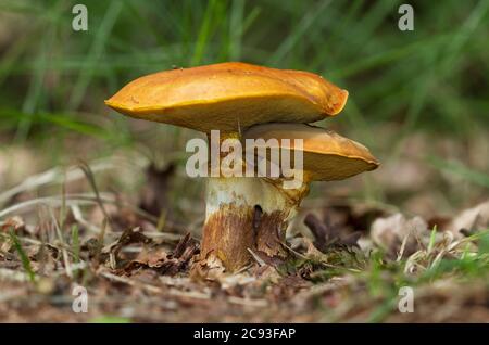 Primo piano di due funghi intrecciati, i boleti di Greville Foto Stock