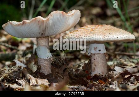 Primo piano di due capsule di morte false, funghi non commestibili e tossici Foto Stock