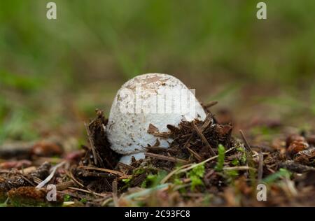 Primo piano di un fungo, un falso tappo della morte, che emerge dal suolo Foto Stock