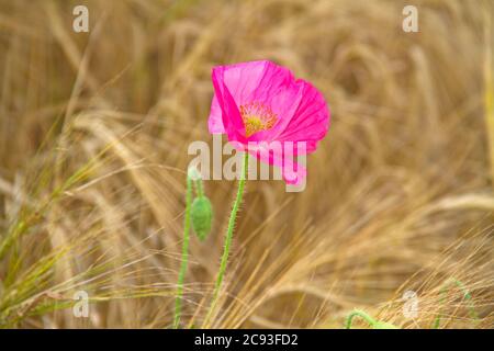 Fiore di papavero rosa in un campo di Barley Foto Stock