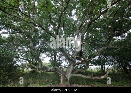 Calvert, Regno Unito. 27 luglio 2020. Un grande albero nella Riserva Naturale del Giubileo di Calvert. Il 22 luglio, il Berks, Bucks e Oxon Wildlife Trust (BBOWT) hanno riferito di essere stati informati dell'intenzione di HS2 di prendere possesso di una parte della riserva naturale del Giubileo di Calvert, Che ospita la piovra, la terna da riproduzione e alcune delle farfalle più rari del Regno Unito, il 28 luglio scorso ha intrapreso lavori di sdoganamento non specificati in relazione al collegamento ferroviario ad alta velocità. Credit: Mark Kerrison/Alamy Live News Foto Stock