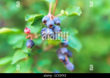 Amelanchier alnifolia, il saskatoon, Pacifico serviceberry, occidentale serviceberry sui rami di un albero raccolto bacche. Fuoco selettivo Foto Stock