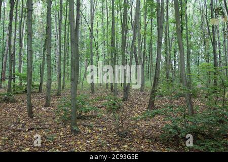 Il bosco di faggio è ombreggiato e ha un tappeto denso di foglie cadenti e bucce d'albero. Questo impedisce la maggior parte delle piante di bosco di crescere. Foto Stock