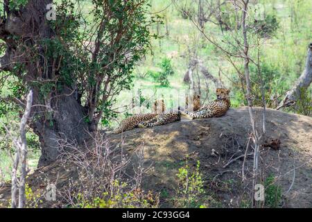 Tre Cheetah africani (Achinonyx jubatus) si distendono su un grande masso durante il giorno, in Sud Africa