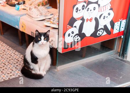 23.10.2019 Istanbul, Turchia. Un gatto bianco e nero si trova vicino a una finestra di mercato con un disegno di panda. Concetto di viaggio e di animali senza casa. Foto Stock