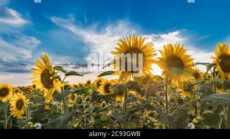 Tramonto estivo su fiori di girasole comuni sotto il cielo blu. Helianthus annuus. Primo piano artistico del campo di fioritura illuminato dal sole. Sole brillante tra fiori. Foto Stock