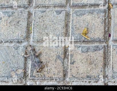 Primo piano di una lucertola su una superficie di cemento sporca Foto Stock