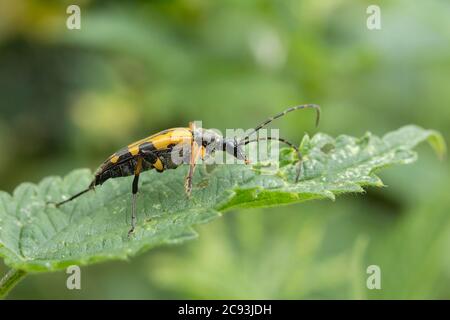 Longhorn Beetle (Rutpela maculata) boschi neri e gialli e hedgrow insetti mimici vespe lunghe antenne nere e gialle marcature gialle del corpo nero. Foto Stock