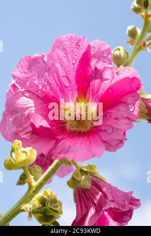 Un fiore rosa di Hollyhock (Alcea Rosea) con un centro giallo coperto di gocce d'acqua dopo una recente pioggia, l'Austria Foto Stock