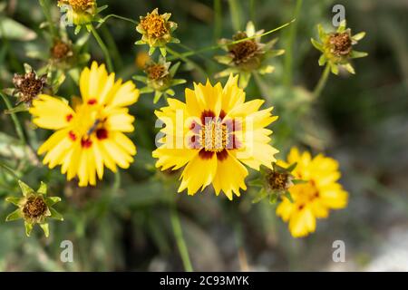 La coreopsis lanceolata 'terntaler' (coreopsis lance-leaved coreopsis) è una specie di Tickseed della famiglia dei girasoli. Spesso ora visto come una specie invasive Foto Stock