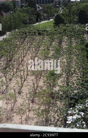 Darmstadt, Hessen/ None - Maggio 31 2019: Parco con platani situato a Mathildenhoehe, Darmstadt, Germania Foto Stock