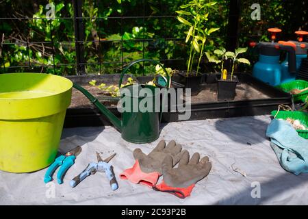 Articoli per la casa per il giardino. Guanti di gomma, vasi di fiori, scatole di semina, serra nel giardino posteriore che cresce piante a casa Foto Stock