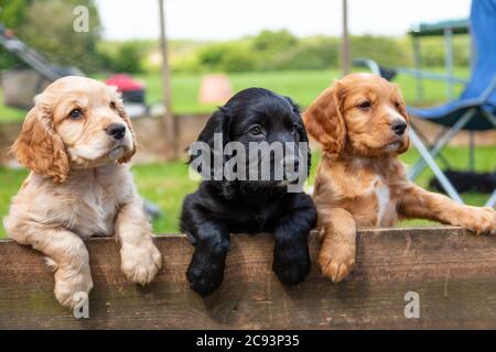 Tre cani cuccioli carini neri e marroni appoggiati insieme su una recinzione di legno all'esterno Foto Stock