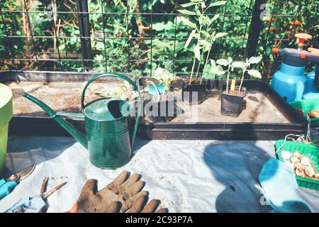 Articoli per la casa per il giardino. Guanti di gomma, vasi di fiori, scatole di semina, serra nel giardino posteriore che cresce piante a casa Foto Stock