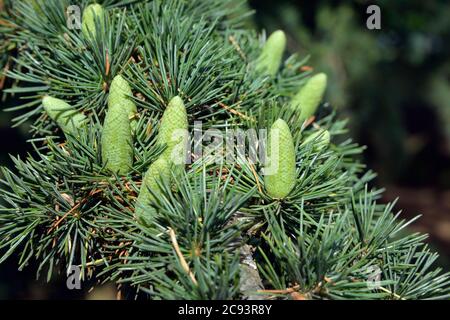 Cedro deodara - Deodar, un albero di cedro introdotto Foto Stock