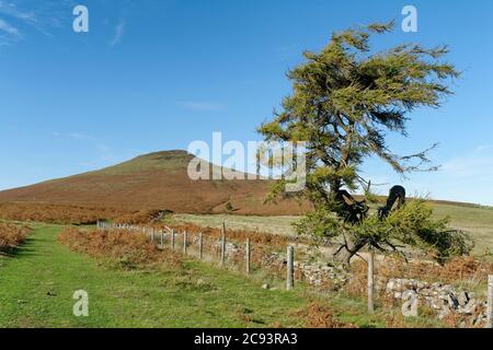 Larice europeo - Larix decidua sui pendii più bassi del Sugar Loaf, Abergavenny, Monmouthshire, Galles Foto Stock