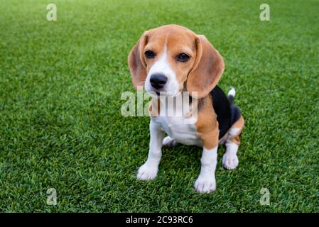 Cucciolo di Beagle Foto Stock
