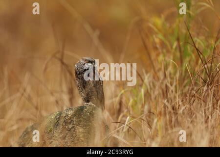 Otus scrops. La natura selvaggia della Bulgaria. Natura libera. Una bella immagine della natura. Rodopi. Un piccolo uccello, gufo primo piano. Foto Stock