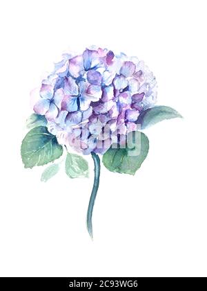 Acquerello Hydrangea fiore con foglie verdi vintage illustrazione Foto Stock