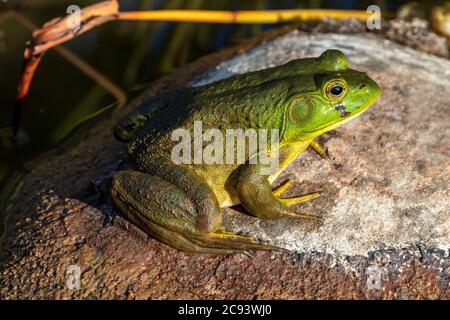 American Bullfrog (litobati catesbeianus o Rana catersbeiana), e N America, di James D Coppinger/Dembinsky Photo Assoc Foto Stock