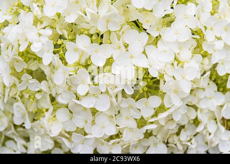 i minuscoli fiori bianchi che costituiscono un fiore di idrangea Foto Stock