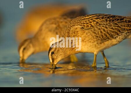 Primo piano di due scarafette a fatturazione corta che si nutrono nell'habitat delle zone umide Foto Stock