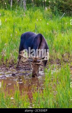 Bull Moose, Alces, nutrire e bere in una zona umida vicino a Michigamme, nella penisola superiore del Michigan, Stati Uniti Foto Stock