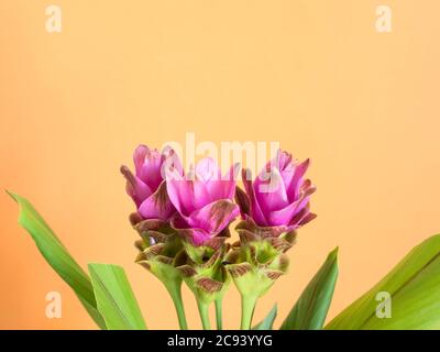 Fiori turmerici viola su sfondo arancione Foto Stock
