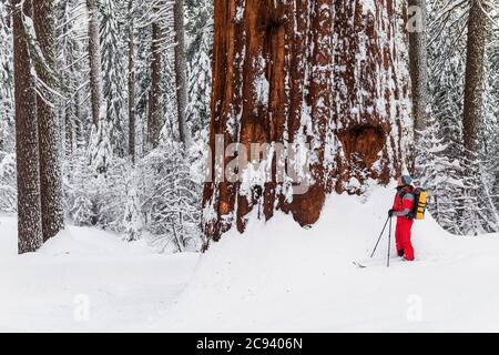 Sciatore e sequoia gigante nel Tuolumne Grove, Yosemite National Park, California USA Foto Stock