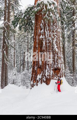 Sciatore e sequoia gigante nel Tuolumne Grove, Yosemite National Park, California USA Foto Stock