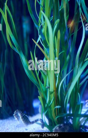 Cavallucci marini sulle piante in fondo al mare, solitario, pietra gialla, mangiare Foto Stock