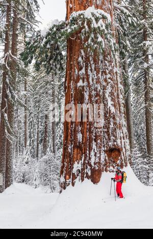 Sciatore e sequoia gigante nel Tuolumne Grove, Yosemite National Park, California USA Foto Stock