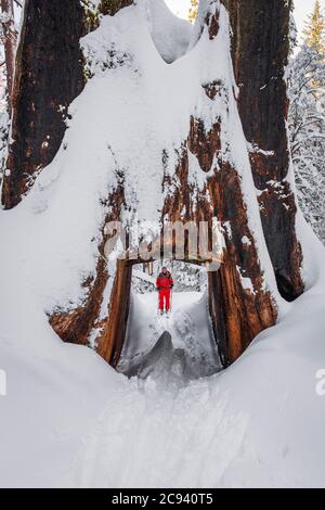 Sciatore e gigantesco albero a tunnel sequoia nel Tuolumne Grove, Yosemite National Park, California USA Foto Stock