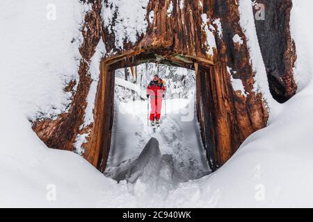 Sciatore e gigantesco albero a tunnel sequoia nel Tuolumne Grove, Yosemite National Park, California USA Foto Stock